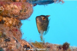 Small File Fish sheltering under a marker buoy during our... by Dawn Thomas 